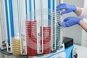 A petri dish in the hands of a laboratory assistant, a medical laboratory