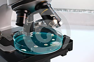 Petri dish in the laboratory microscope