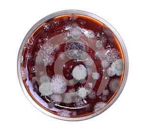 Petri dish with mold