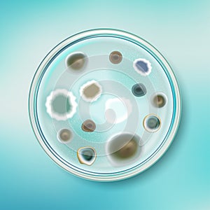 Petri dish with mold colonies