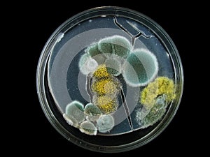 petri dish, mold, various types of fungi,