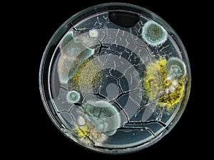 petri dish, mold, various types of fungi,