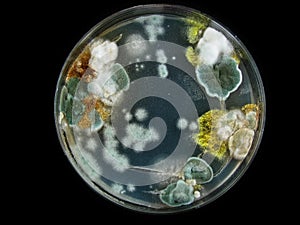 petri dish, mold, various types of fungi,