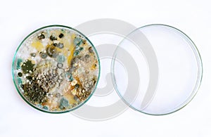 petri dish, mold, various types of fungi