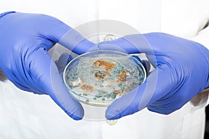 Petri dish with Penicillium fungi photo