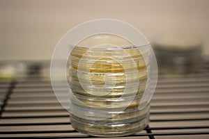 Petri dish plates with media on shelf
