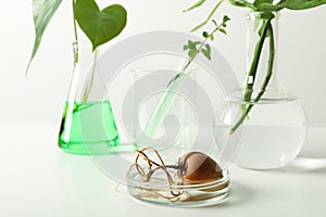 Petri dish with sprouted avocado seed and blurred laboratory glassware on background.