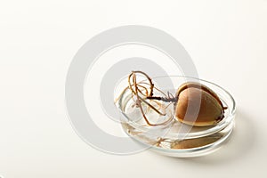 Petri dish with sprouted avocado seed on white background.