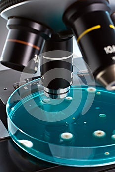 Petri dish under in the laboratory microscope