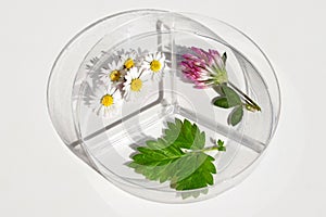 Petri dish with various kinds of herbs (daisy flowers, red clover and agrimony leaf)