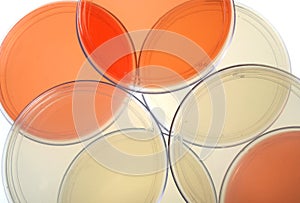 Petri dishes