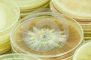 Petri dishes