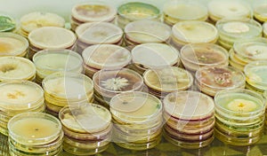 Petri dishes