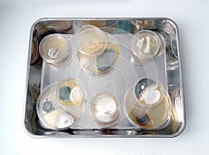 Petri dishes in bacteriological laboratory