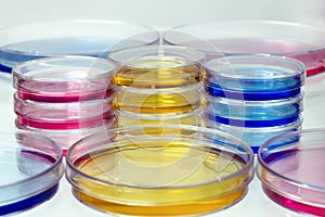 Petri dishes with colored fluids