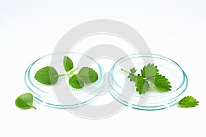 Petri dishes with green herb leaves. Phytotherapy, herbal medicine