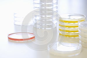 Petri Dishes On Table