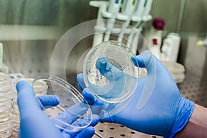 Petri dishes with transgenic bacteria. Photo taken from laminar interior