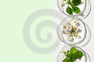 Petri dishes with various kinds of herbs