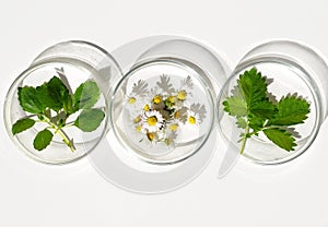 Petri dishes with various kinds of herbs