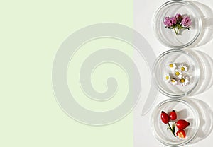 Petri dishes with various kinds of plants (red clover, daisy flowers and rose hips)