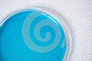 Petri plate with microorganisms