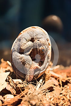 Petrifacted egg of dinosaur photo