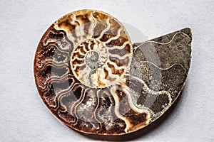 Petrification pyritized, 150 million years old photo