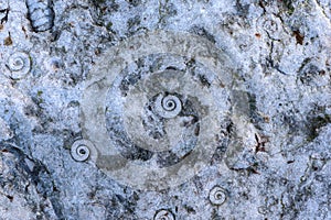 Petrification of snails photo
