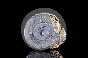 Petrified Ammonoid fossil in front of black background