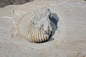 Petrified Ammonoid.