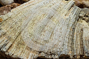 Petrified colonial sponge of Chaetetes close up