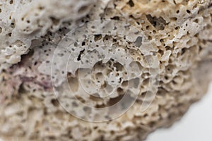 Petrified coral isolated on a white background