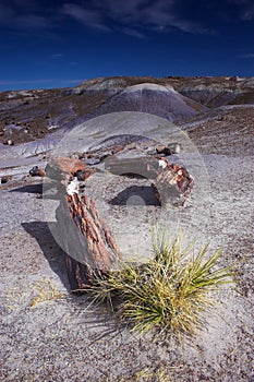 Petrified Forest