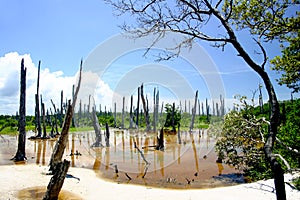 Petrified Forest