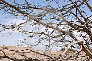 Petrified Forest