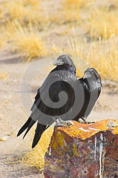 Petrified forest