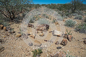 Petrified Forest