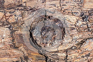 Petrified Forest