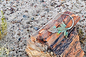 Petrified Forest in Arizona