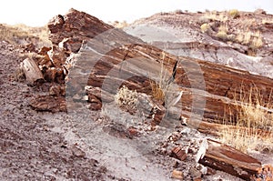 Petrified Forest, Arizona, USA