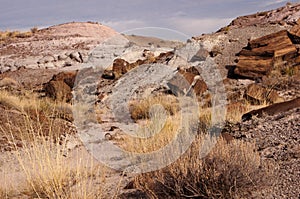 Petrified Forest, Arizona, USA