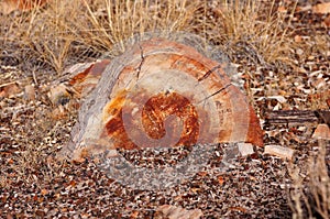 Petrified Forest, Arizona, USA