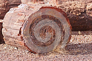 Petrified Forest, Arizona, USA