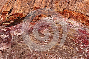 Petrified Forest, Arizona, USA