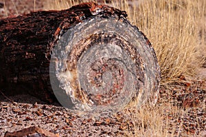 Petrified Forest, Arizona, USA