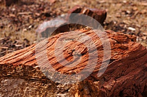 Petrified Forest, Arizona, USA