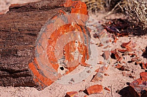 Petrified Forest, Arizona, USA photo