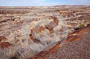 Petrified Forest, Arizona, USA