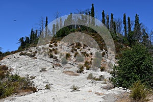 The Petrified Forest in Calistoga, California